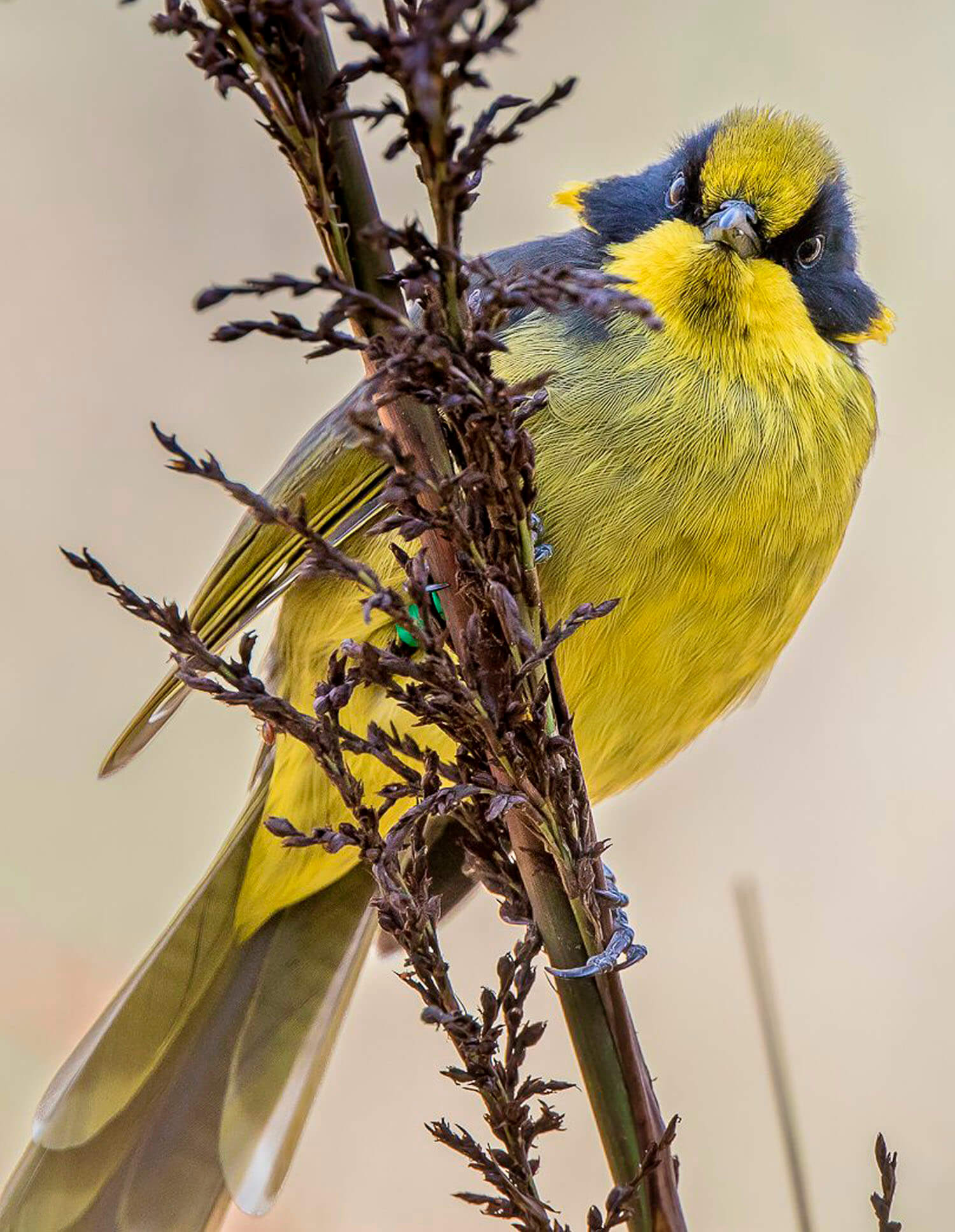 Helmeted Honey Eater